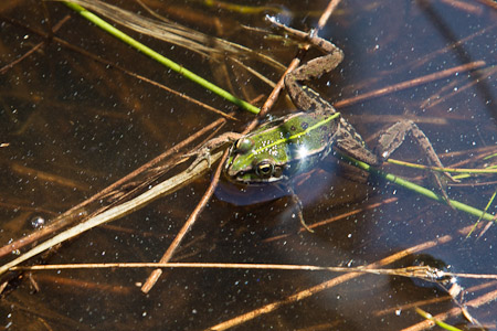 Fotograaf: Laurent Vanderheijden