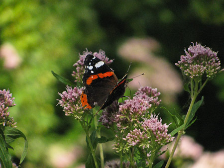 Fotograaf: Astrid Janissen