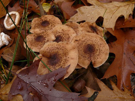 Fotograaf: Astrid Janissen