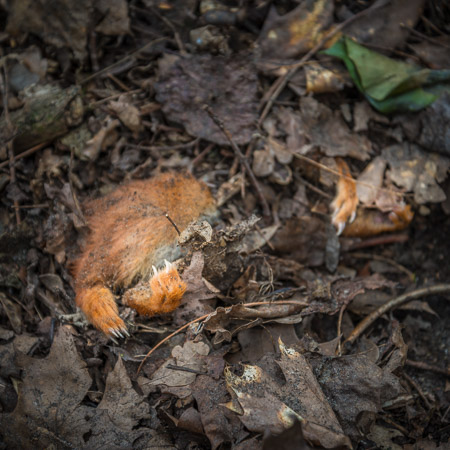 Fotograaf: Ruud Snijders