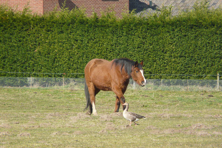 Fotograaf: Astrid Janissen