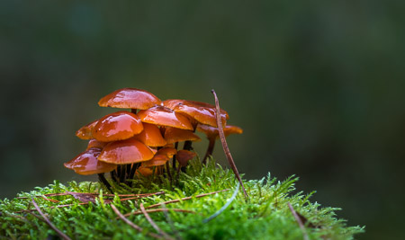 Fotograaf: Ruud Snijders