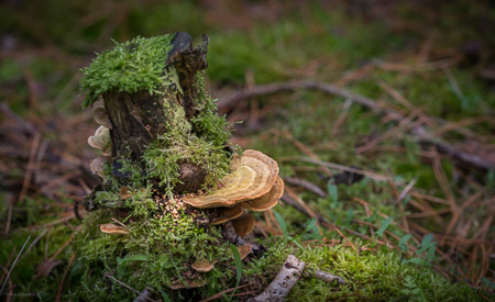 Fotograaf: Ruud Snijders