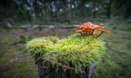 Fotograaf: Ruud Snijders