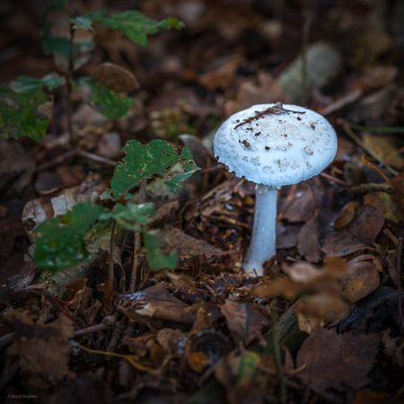 Fotograaf: Ruud Snijders