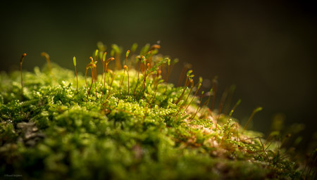 Fotograaf: Ruud Snijders