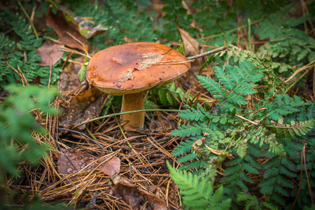 Fotograaf: Ruud Snijders