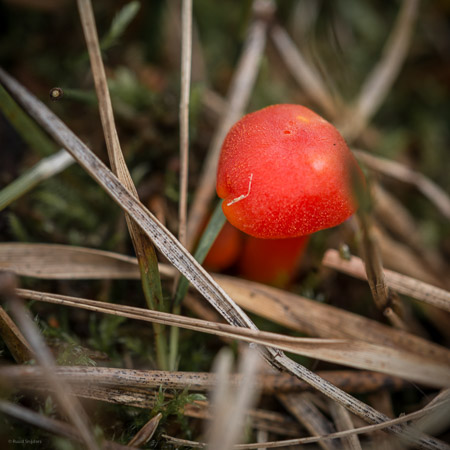 Fotograaf: Ruud Snijders